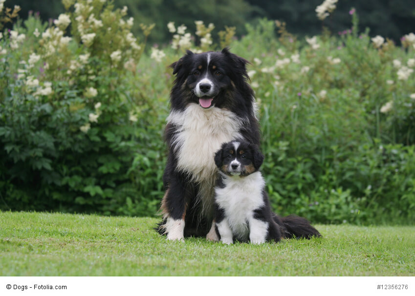 Australian Shepherd sind bei ausreichender Sozialisation tolle Familienhunde.