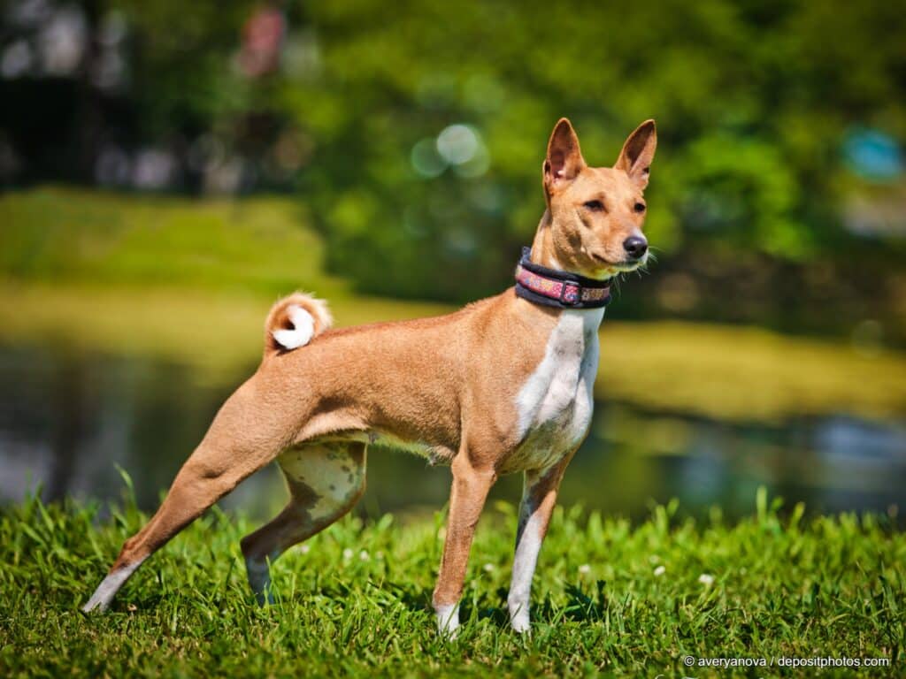 Basenji steht auf einer Wiese