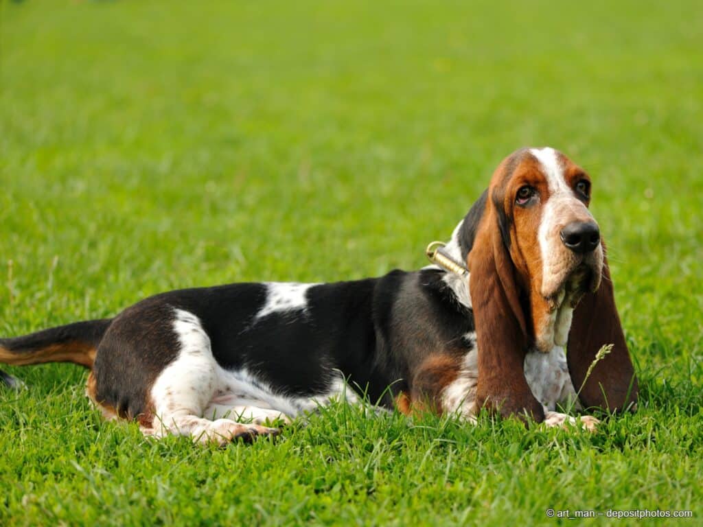 Basset Hound liegt auf einer Wiese
