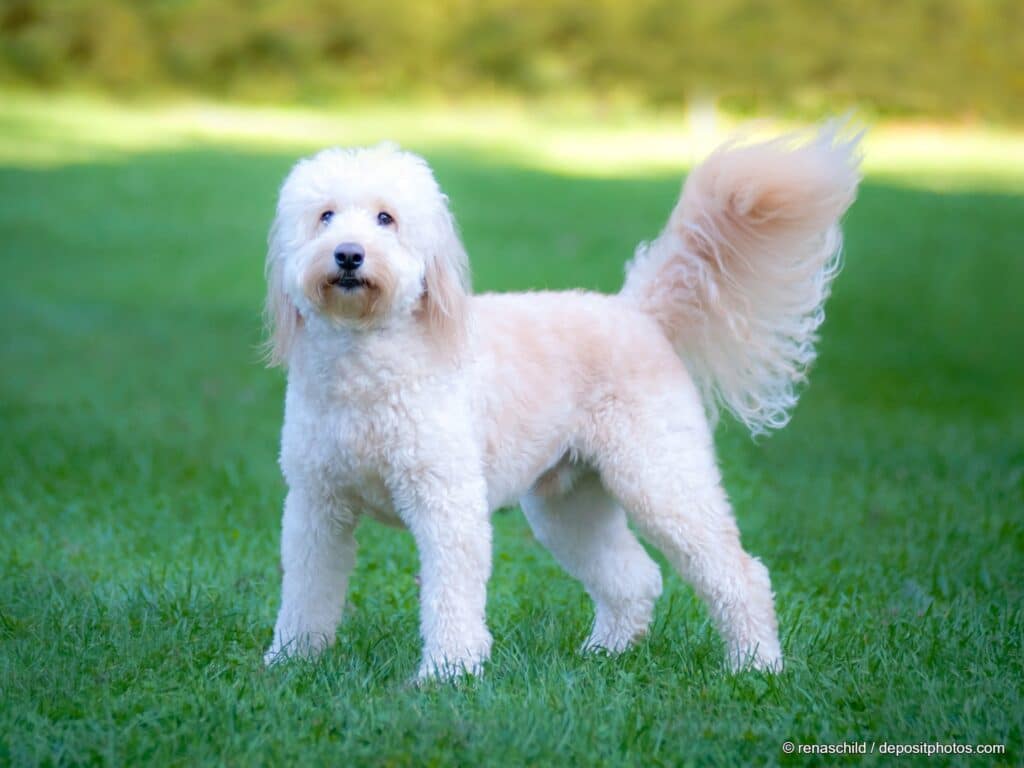 Ein Golden Doodle steht auf einer grünen Wiese.