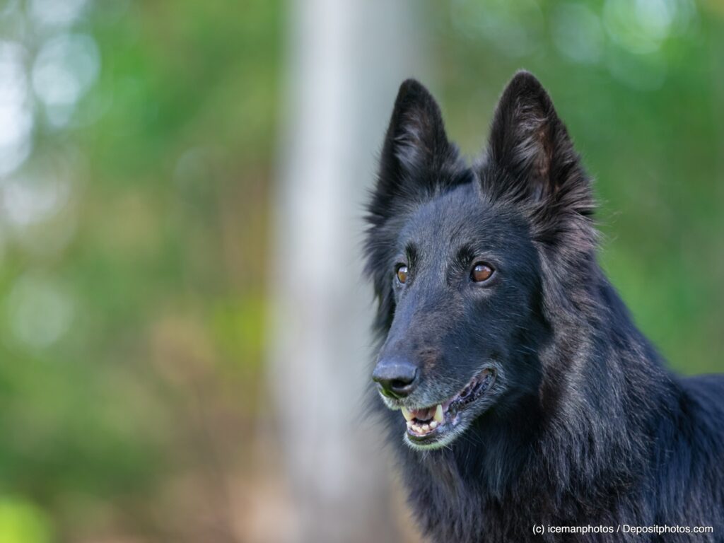 Schwarzer Belgischer Schäferhund Groenendael