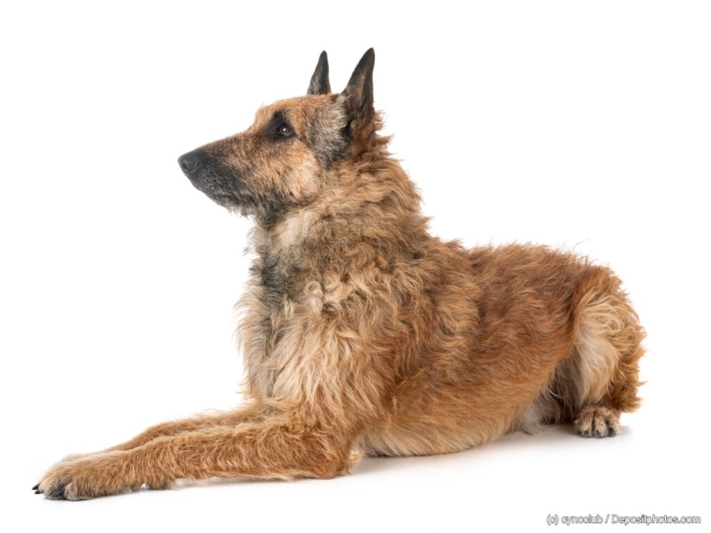 Belgischer Schäferhund Laekenois