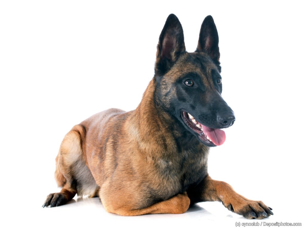 Belgischer Schäferhund Malinois