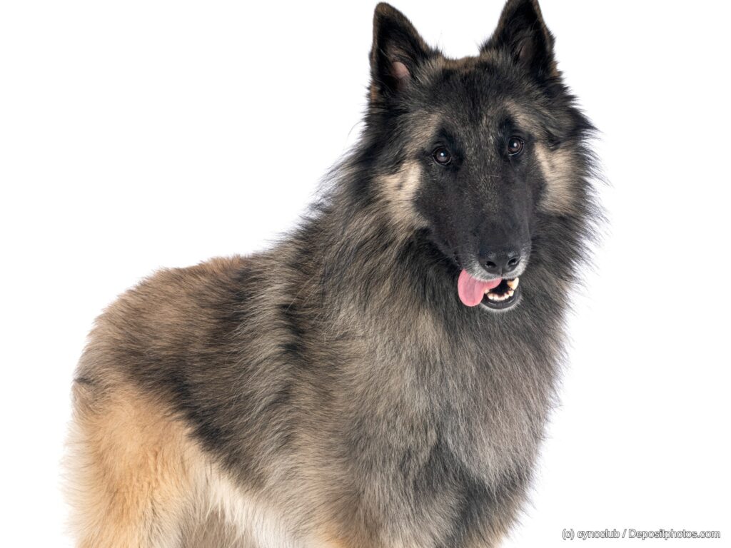 Belgischer Schäferhund Tervueren