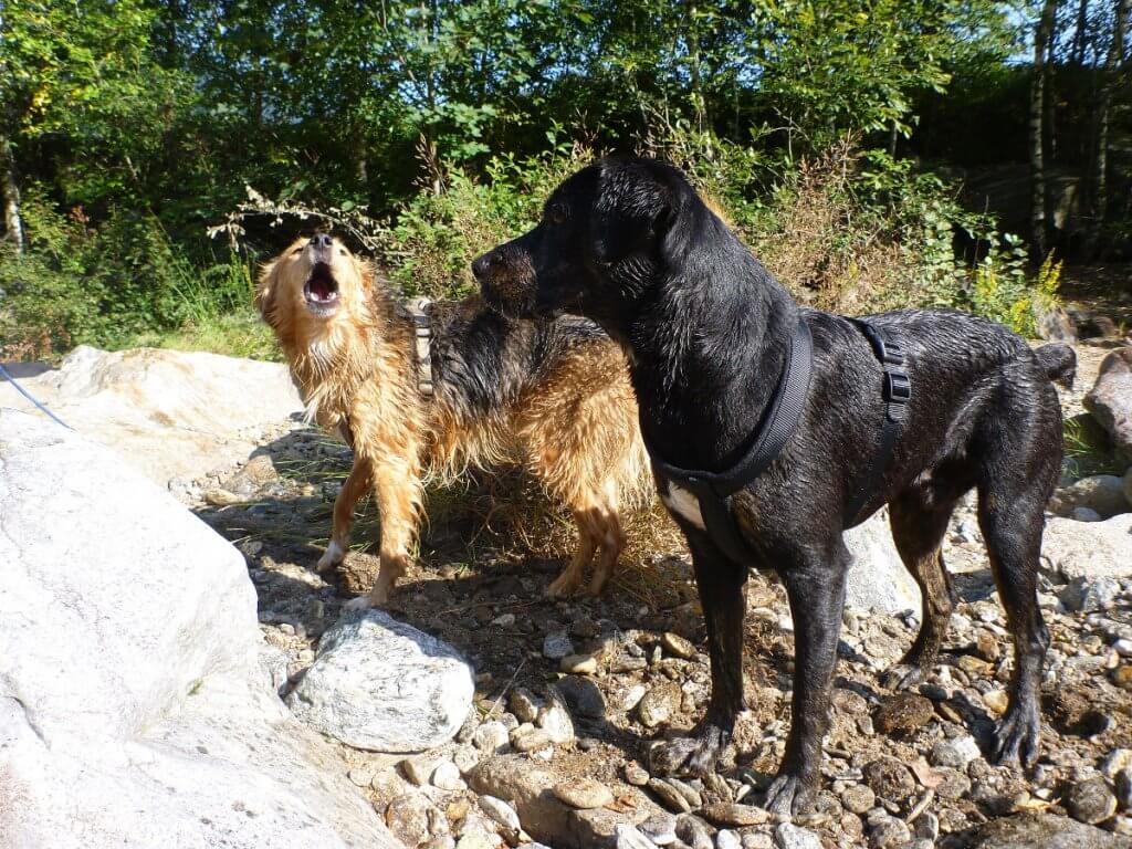 Ein Mischling bellt einen anderen Hund an