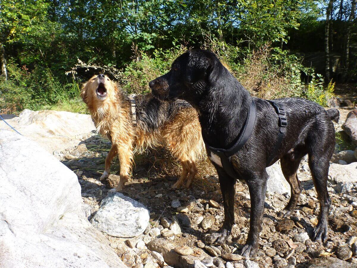 Hund bellt in die Kamera