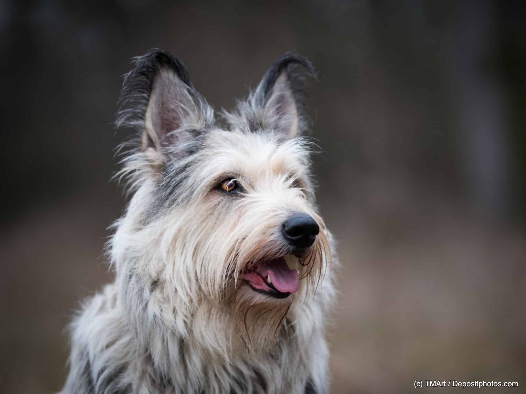Berger de Picardie Portrait