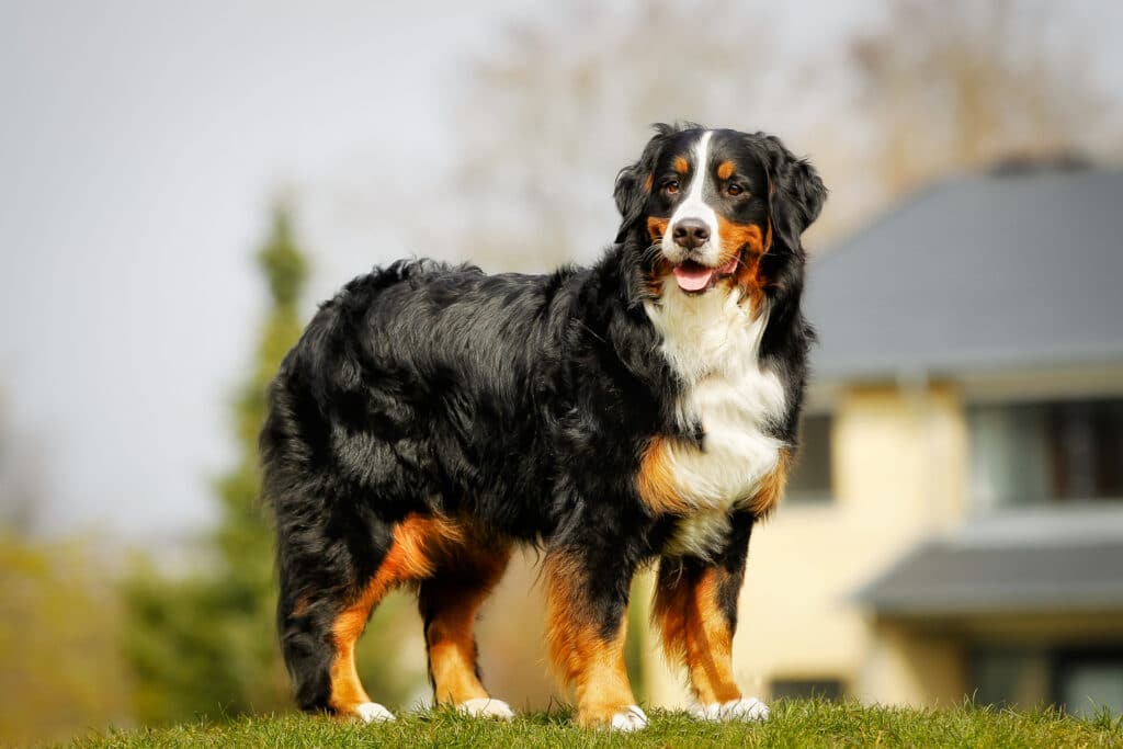 Berner Sennenhund steht auf einer Wiese.