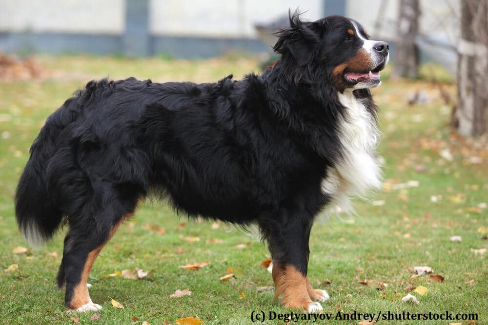 Der Berner Sennenhund im Steckbrief