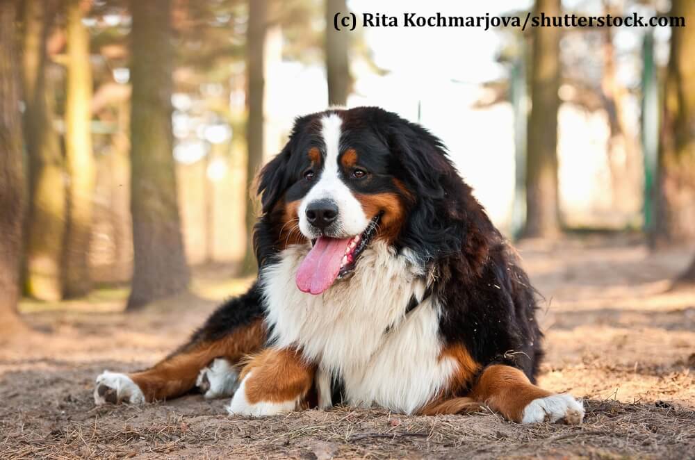 Berner Sennenhunde mögen Spaziergänge, sind aber keine Hochleistungssportler