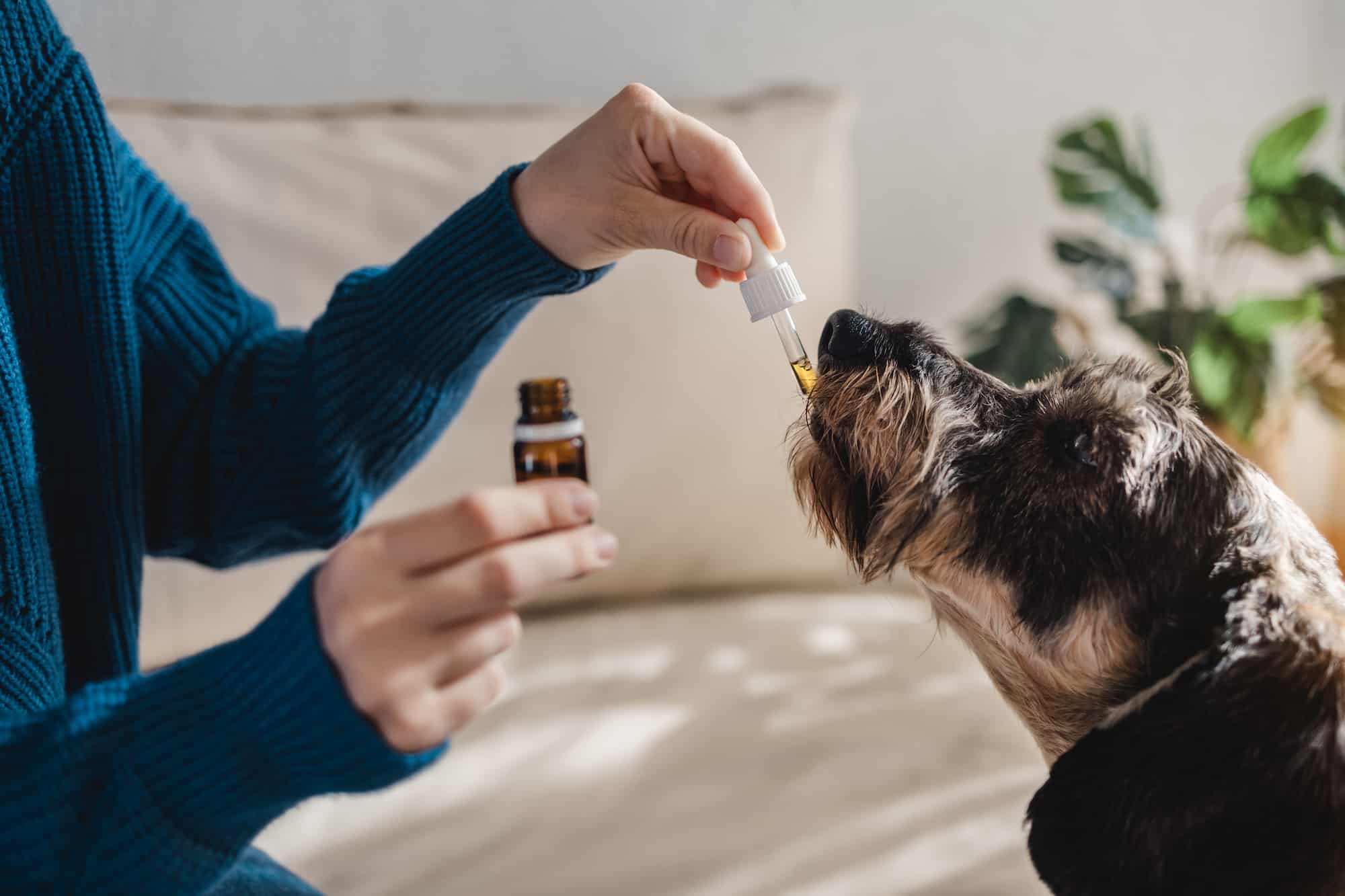Ein Mensch, von dem man nur die Arme sieht, hockt vor seinem Hund. In der einen Hand ein Fläschchen in der anderen eine Pipette, mit der er etwas ins Hundemaul tropft. Die Beschriftung lautet: CBD Öl hilft Hunden in vielen verschiedenen Situationen.