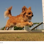 Chihuahuas können durchaus am Agility teilnehmen so lange du sie nicht überanstrengst