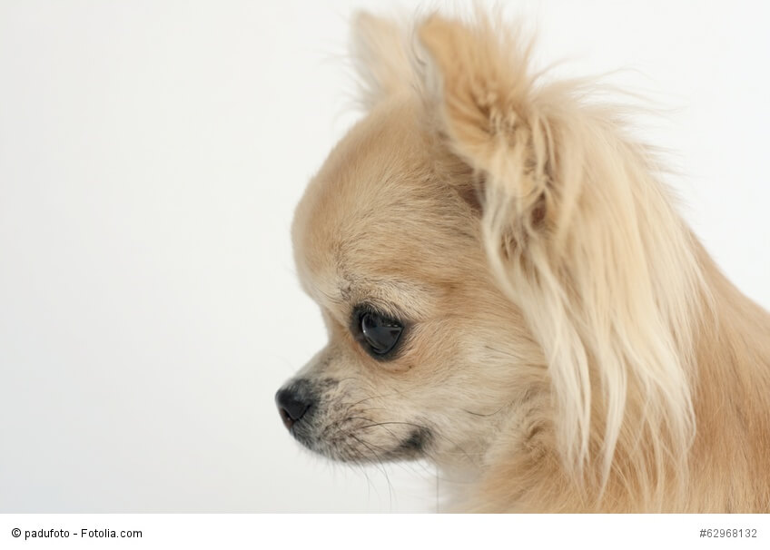 Das seitliche Portrait zeigt einen klassischen Chihuahua