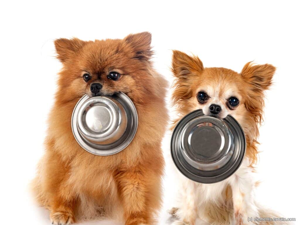 Zwergspitz und Chihuahua mit leeren Futternäpfen im Maul. Beschriftung lautet: Je kleiner der Hunde, desto wichtiger ist es, seine Bedürfnisse zu treffen.