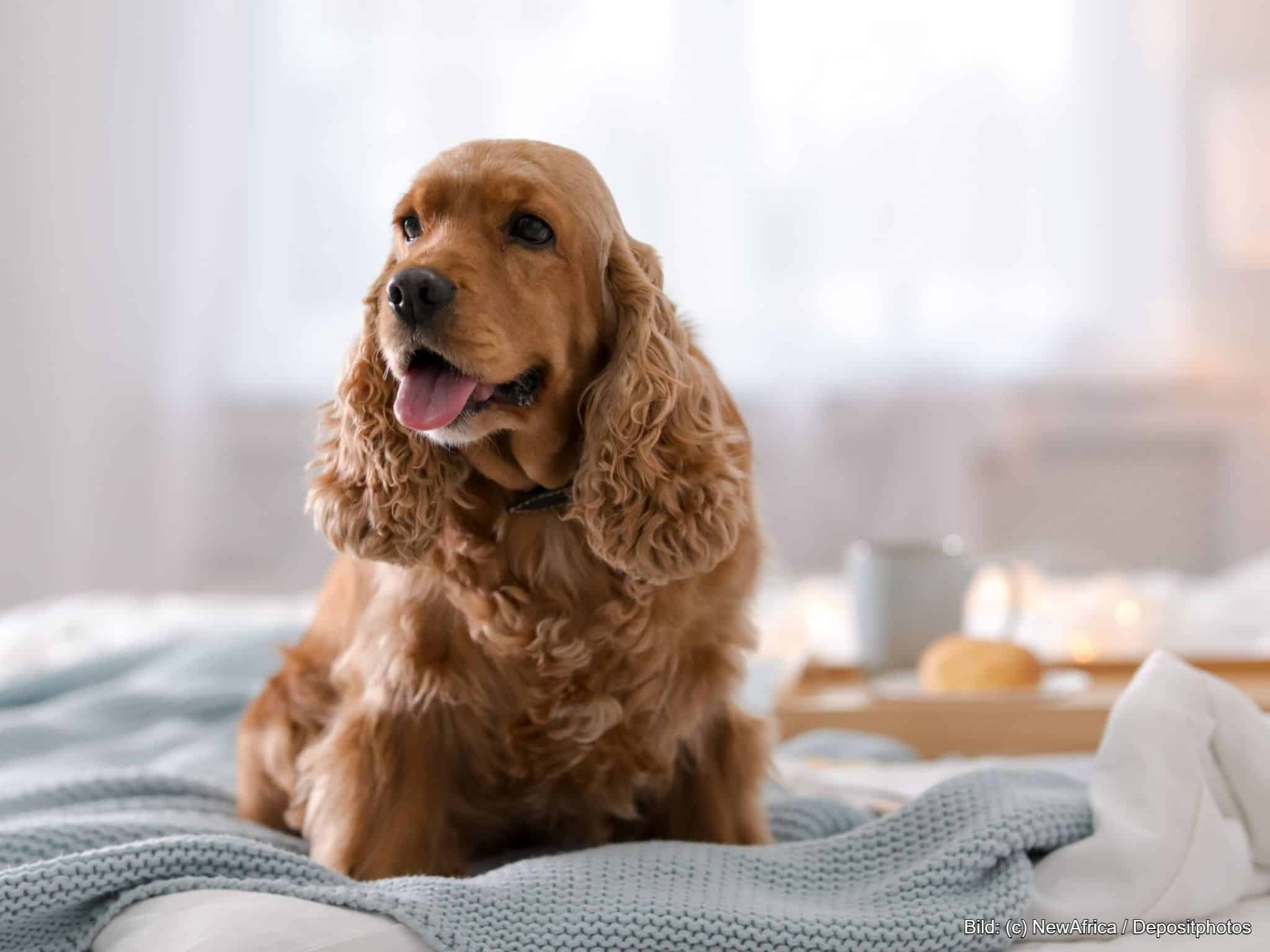 Hundedecke waschbar