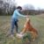 Hund steht mit den Vorderbeinen auf einem Stein und Frauchen hält ein Leckerchen mit Abstand über den Hund. Damit der Hund das Leckerchen erreicht, muss er sich strecken.