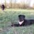 Im Vordergrund liegt ein schwarzer Labrador auf einer Wiese im Hintergrund steht ein kleines Mädchen