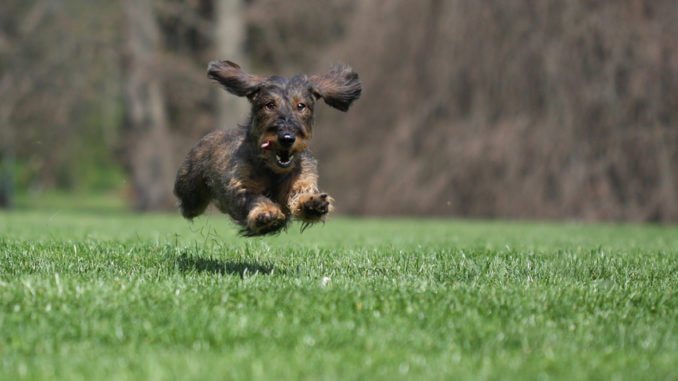 Dackel sind ursprünglich als Jagdhunde eingesetzt worden.