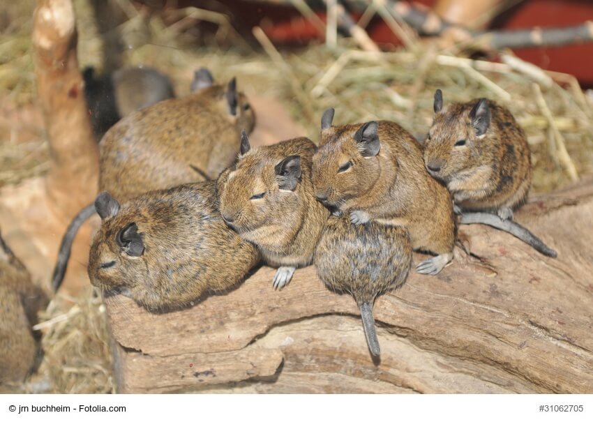 Mehrere Degus kuscheln miteinander auf einem Baumstamm