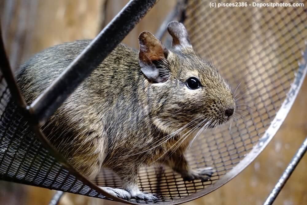 Degu in einem Laufrad aus Draht