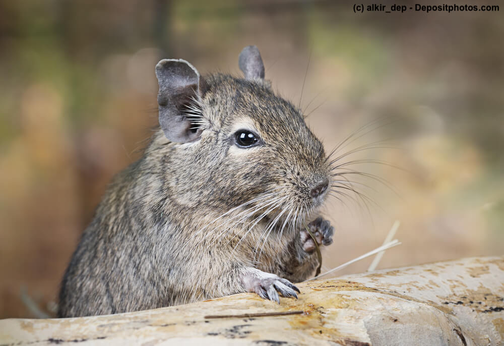 Ein Degu auf einem Baumstamm mit aufgestellten Ohren