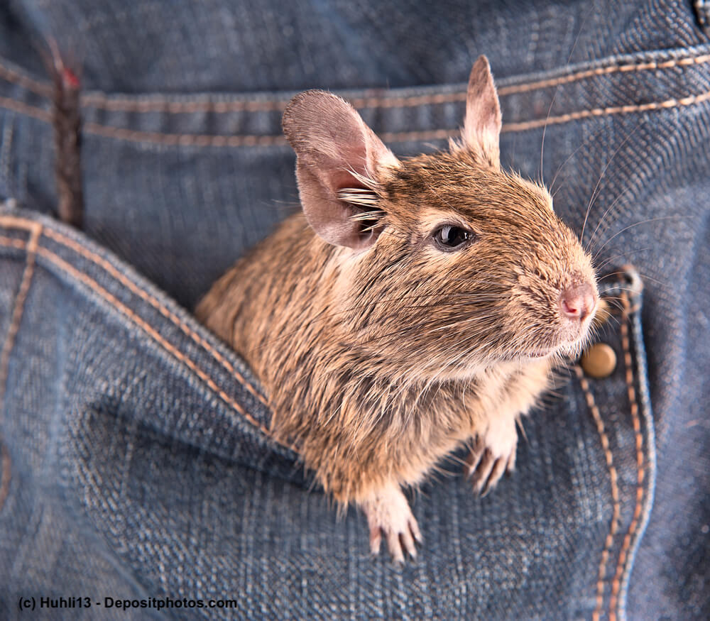 Degu schaut aus einer Hosentasche heraus