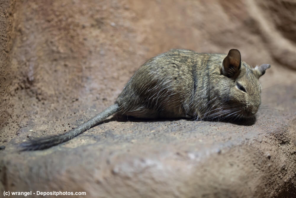 Ein Degu (Octodon degus).