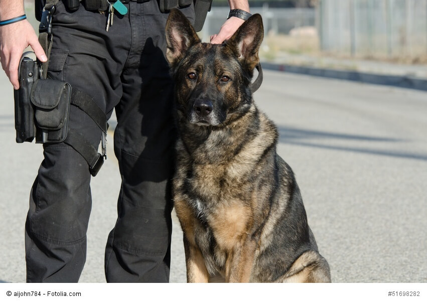 Deutsche Schäferhunde sind durch ihr tapferes und konzentriertes Wesen hervorragende Polizeihunde.