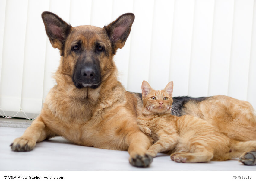 Du merkst in ihrem Verhalten, dass sie ursprünglich Hütehunde und keine Jagdhunde sind.