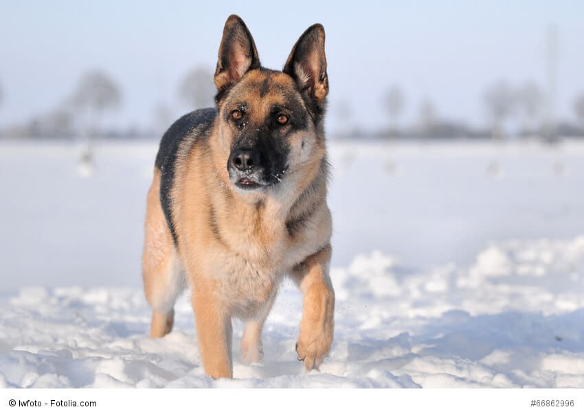 Deutscher Schäferhund im Schnee