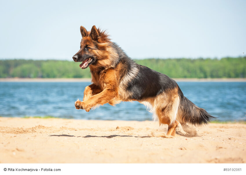 Deutsche Schäferhunde gibt es in vielen Farben.