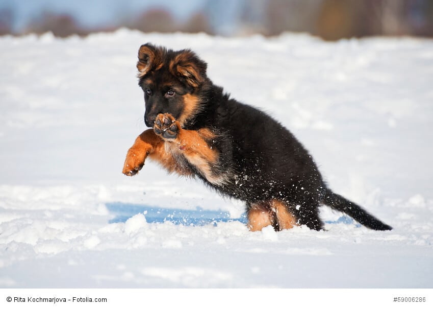 Deutscher Schäferhund Welpe im Schnee