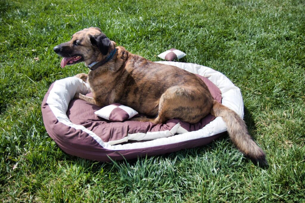 Hundebetten wie dieses von dibea haben meistens ein herausnehmbares Liegekissen und einen Rand.