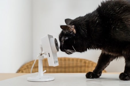 Eine Katze beschnuppert interessiert eine Kamera