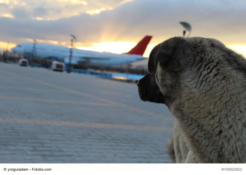 Ein großer Hund blickt in Richtung eines Flugzeugs