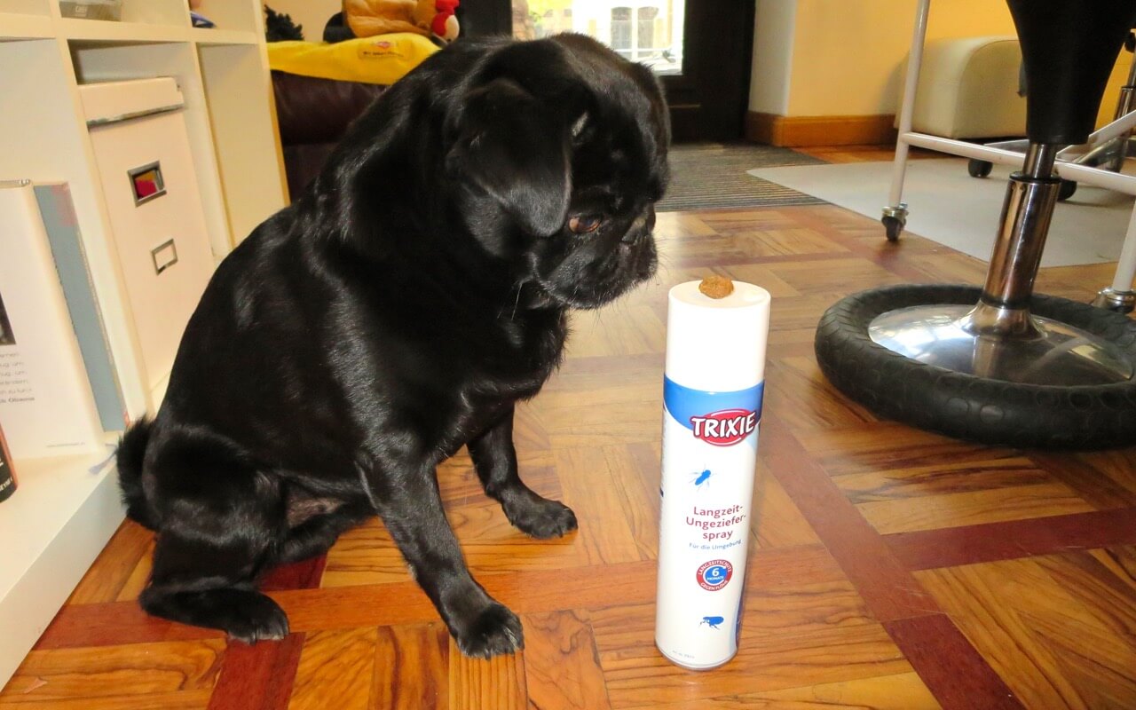 Hund mit Ungezieferspray gegen Flöhe