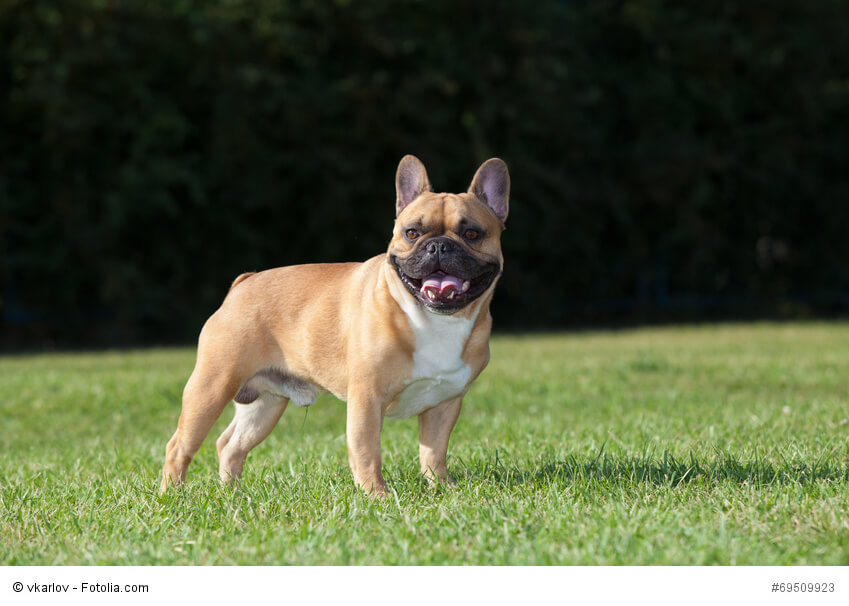 Das klassische Bild einer Französischen Bulldogge.