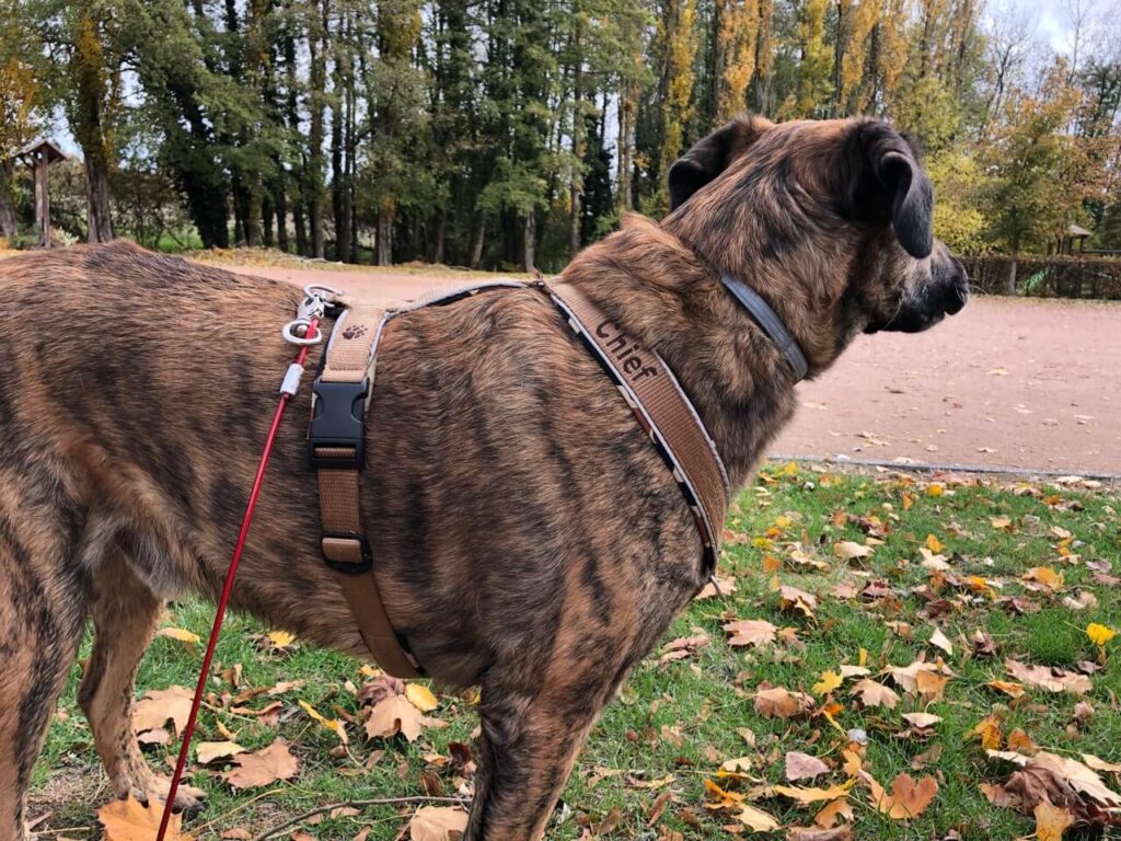 Hund mit braunem Geschirr.