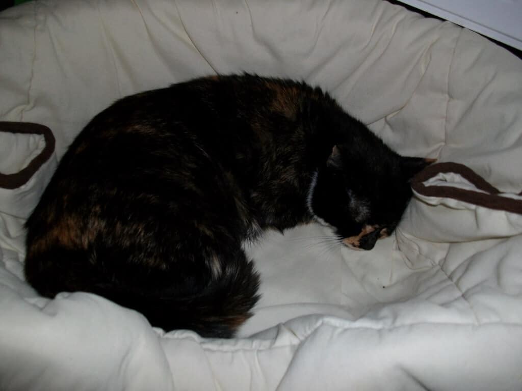 Geschwächte Mutterkatze nach der OP