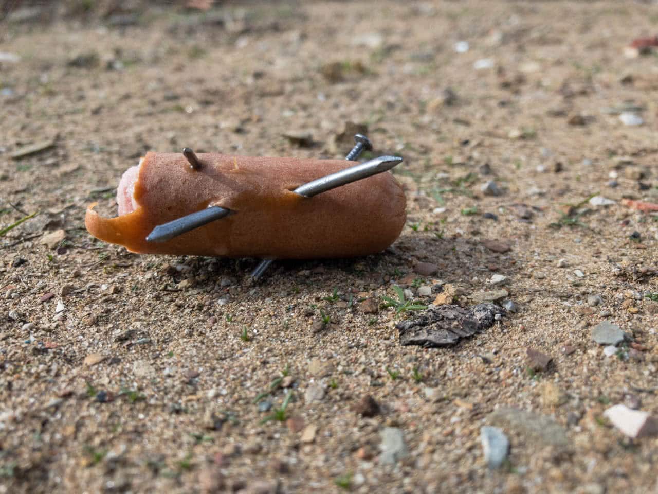 Eine Bockwurst, die mit Nägeln gespickt ist.