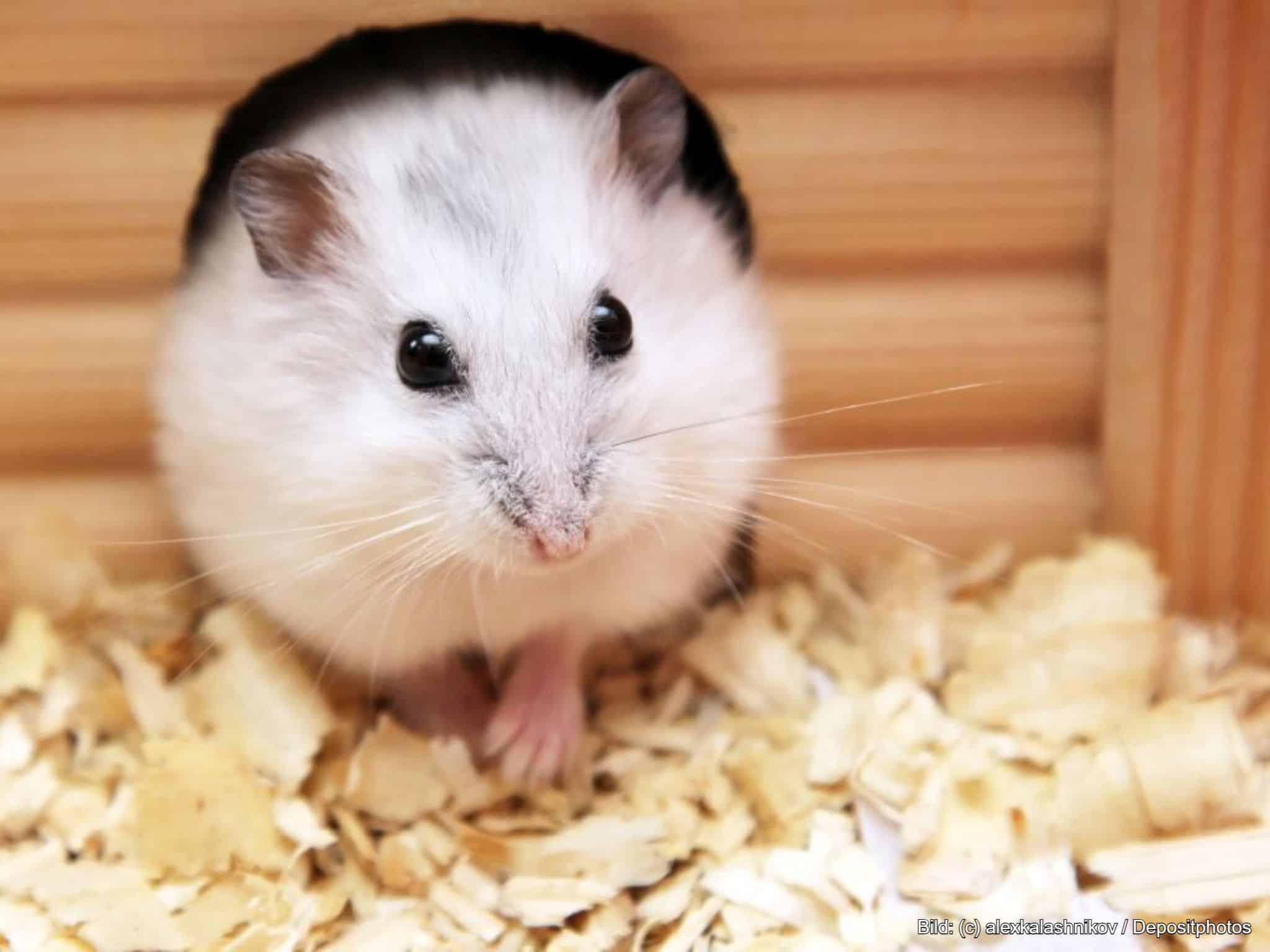 Hamster-Haltung