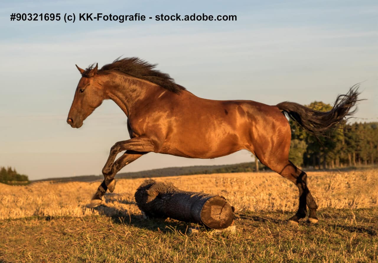 Ein Hollsteiner Warmblut springt über einen Baumstamm