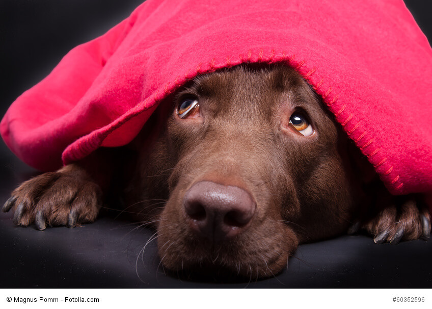 Labrador unter einer roten Decke