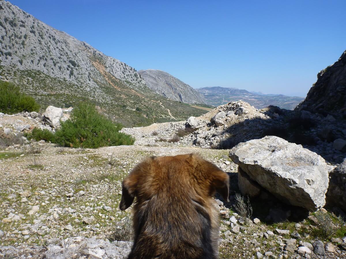 Ein Hundekopf von hinten in den Bergen
