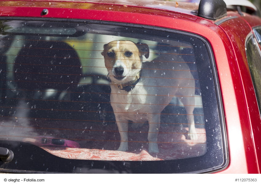 Jack Russell Terrier auf Kofferraumablage