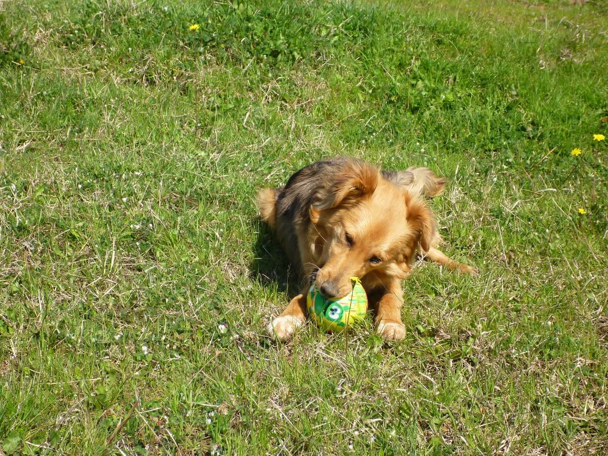 Mischlingshund auf Wiese kaut auf einem Ball