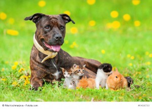 American Staffordshire Terrier mit Kätzchen und Häschen