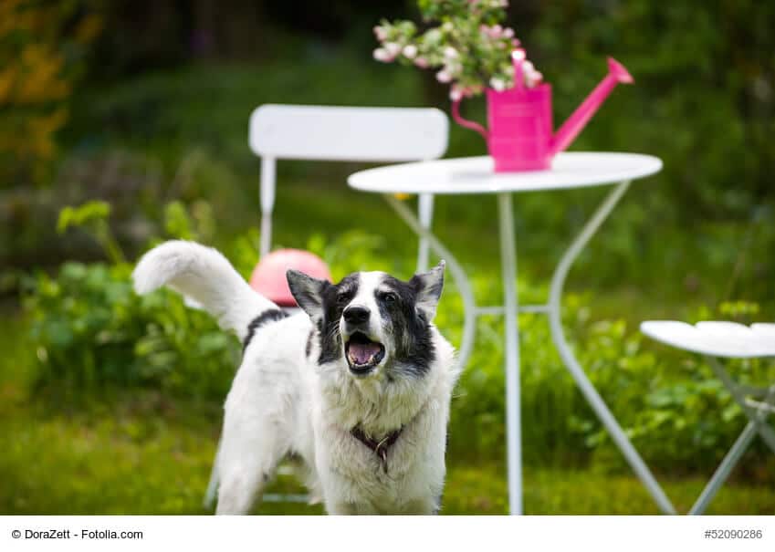 Ein Hund steht und bellt. Im Hintergrund ein weißer Gartentisch und -stühle mit einer Gießkanne in der Blumen stecken