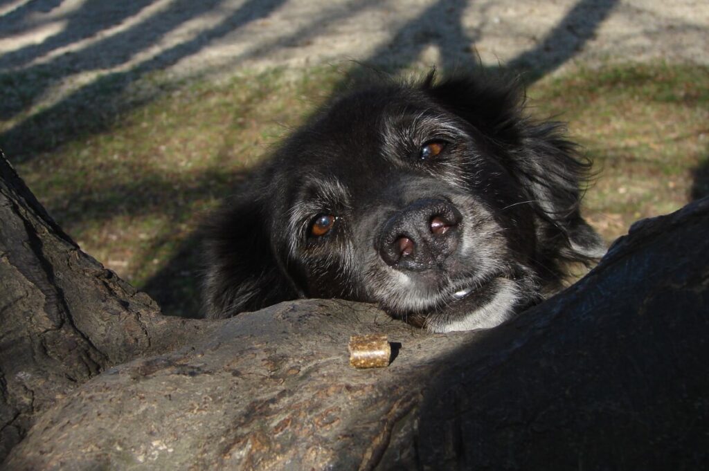 Ein Futterstück liegt auf einem Baum vor einem Hundekopf