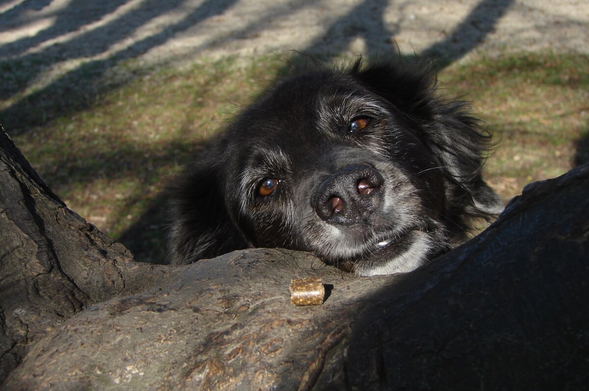 Ein Futterstück liegt auf einem Baum vor einem Hundekopf